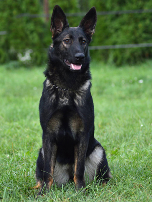Kayra
